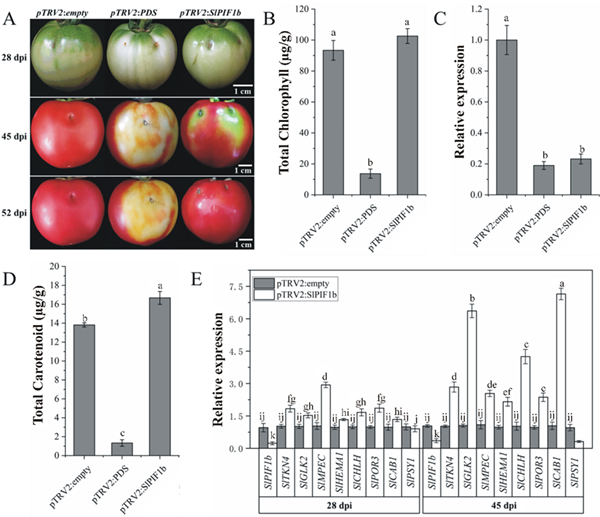 西北农林科技大学（808）园艺学院番茄品质和抗逆调控机制与遗传改良团队梁燕教授课题组在光敏色素互作因子 (SLPIF1b)通过调控叶绿体发育影响番茄果实品质研究领域取得新进展
