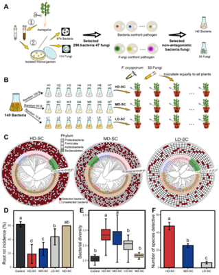 西北农林科技大学（818）生命学院韦革宏教授团队李哲斐教授揭示了高细菌群落多样性可通过增强根际营养竞争以及在根表面形成物理屏障阻止病原菌侵染植物