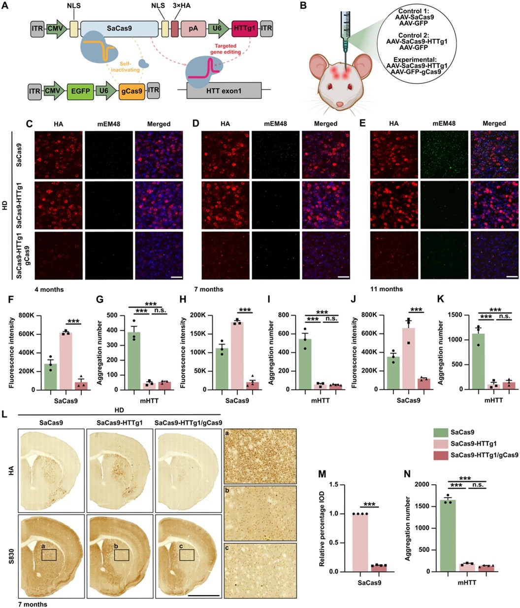 北京大学生命科学学院李沉简课题组开发自失活CRISPR系统实现亨廷顿舞蹈症基因治疗新突破