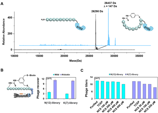 西北农林科技大学（812）天然产物化学生物学及高值利用团队高锦明教授在活性大环环肽的多样化发现方面取得新进展