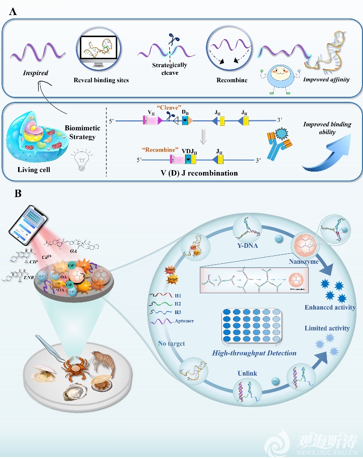 中国海洋大学在食品生物传感器开发研究领域取得新进展
