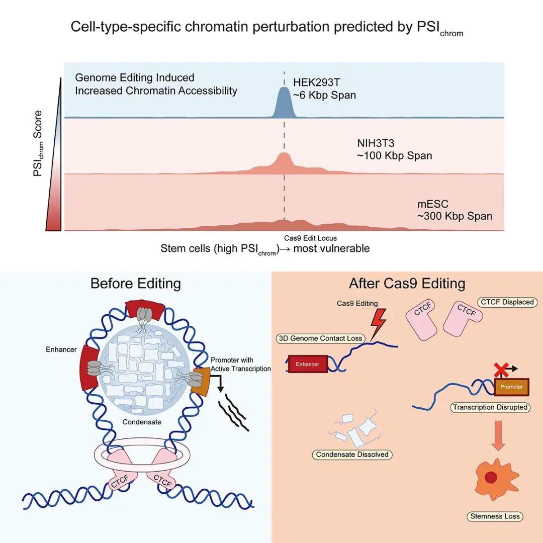 清华大学药学院李寅青、自动化系张学工团队合作发现基因编辑表观遗传风险并提出新策略