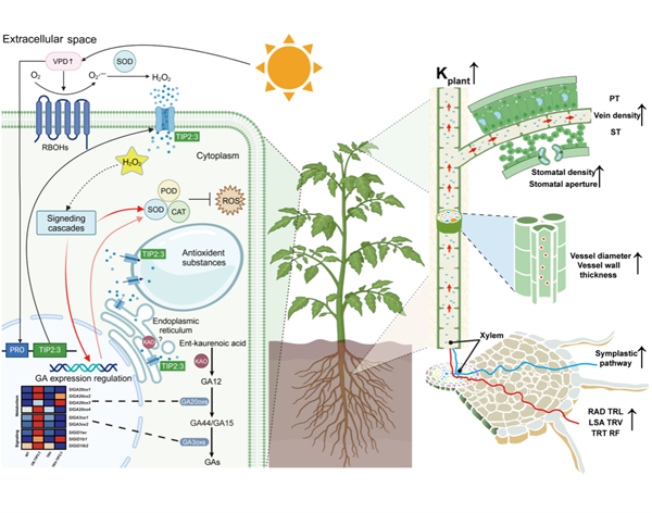 西北农林科技大学（805）园艺学院设施农业生物与环境工程研究团队李建明教授/张淑辉副教授课题组揭示SlTIP2;3驱动ROS-GA信号轴触发植株可塑性形态响应的功能模型