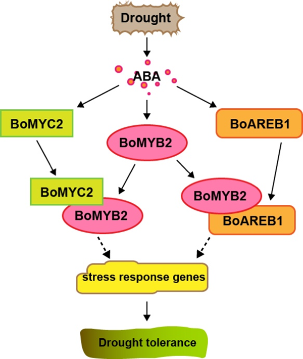 西北农林科技大学(829)园艺学院“十字花科蔬菜作物遗传改良与生物技术创新团队”许忠民研究员课题组揭示MYB转录因子调控结球甘蓝抗旱性的分子机制