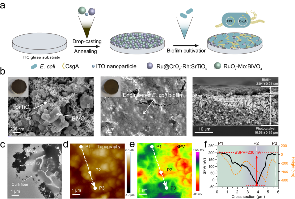 科学家构建光催化剂—人工微生物群落杂合体系