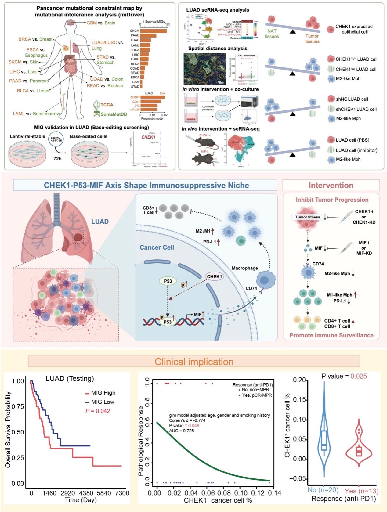 北京大学北京大学第三医院毛凤彪团队及合作者揭示肿瘤突变不耐受机制及靶向治疗新策略