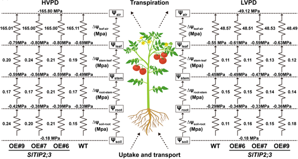 西北农林科技大学（805）园艺学院设施农业生物与环境工程研究团队李建明教授/张淑辉副教授课题组揭示SlTIP2;3驱动ROS-GA信号轴触发植株可塑性形态响应的功能模型