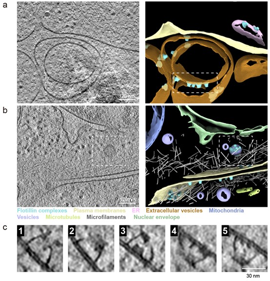 北京大学生命科学学院高宁/郭强团队合作解析SPFH家族蛋白Flotillin在细胞质膜上组织功能性膜微域的分子机制