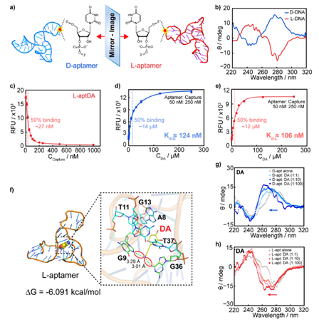 北京师范大学化学学院江迎课题组在Journal of the American Chemical Society发表重要研究成果