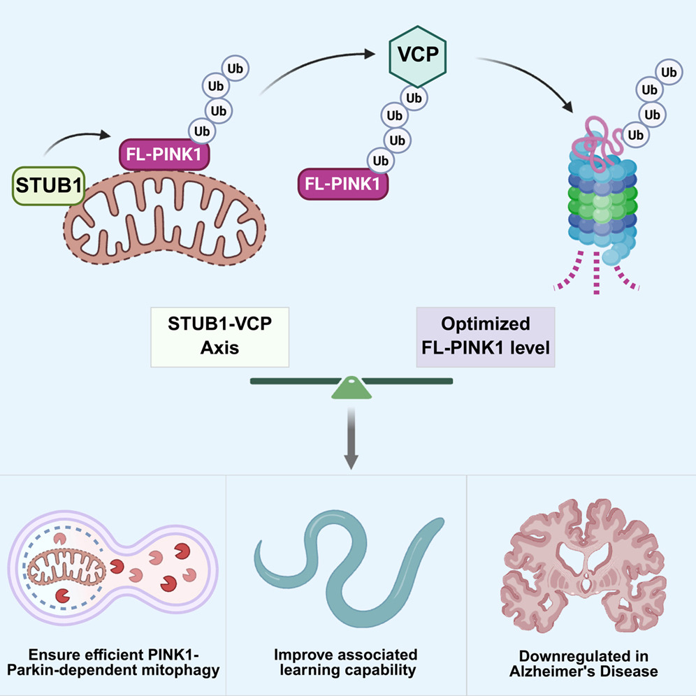 中山大学中山大学卢广团队联合挪威奥斯陆大学方飞团队揭示STUB1-VCP/p97轴调控线粒体自噬的新机制