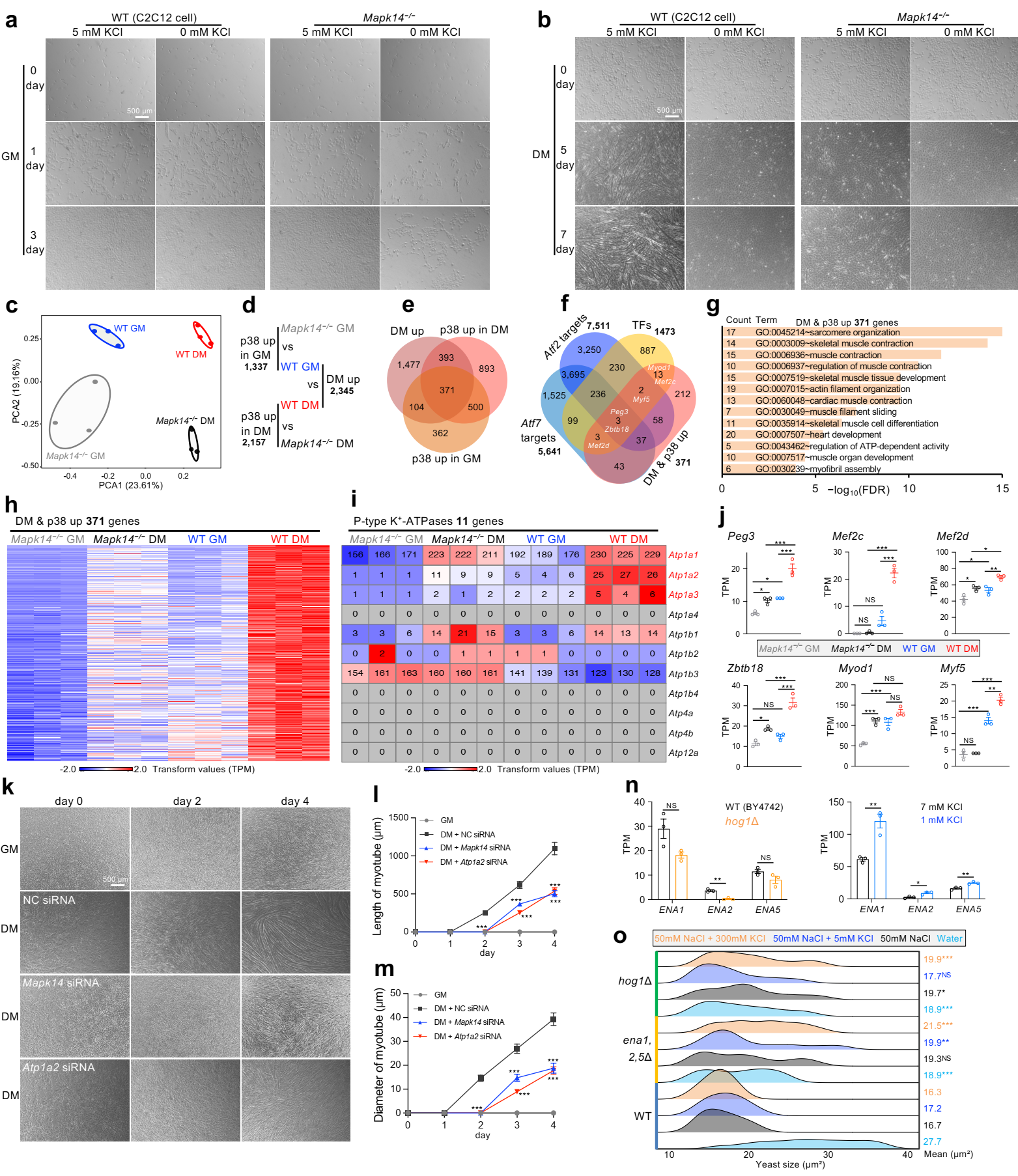 上海交大农生学院吴紫云团队发现钾缺乏影响寿命的新机制
