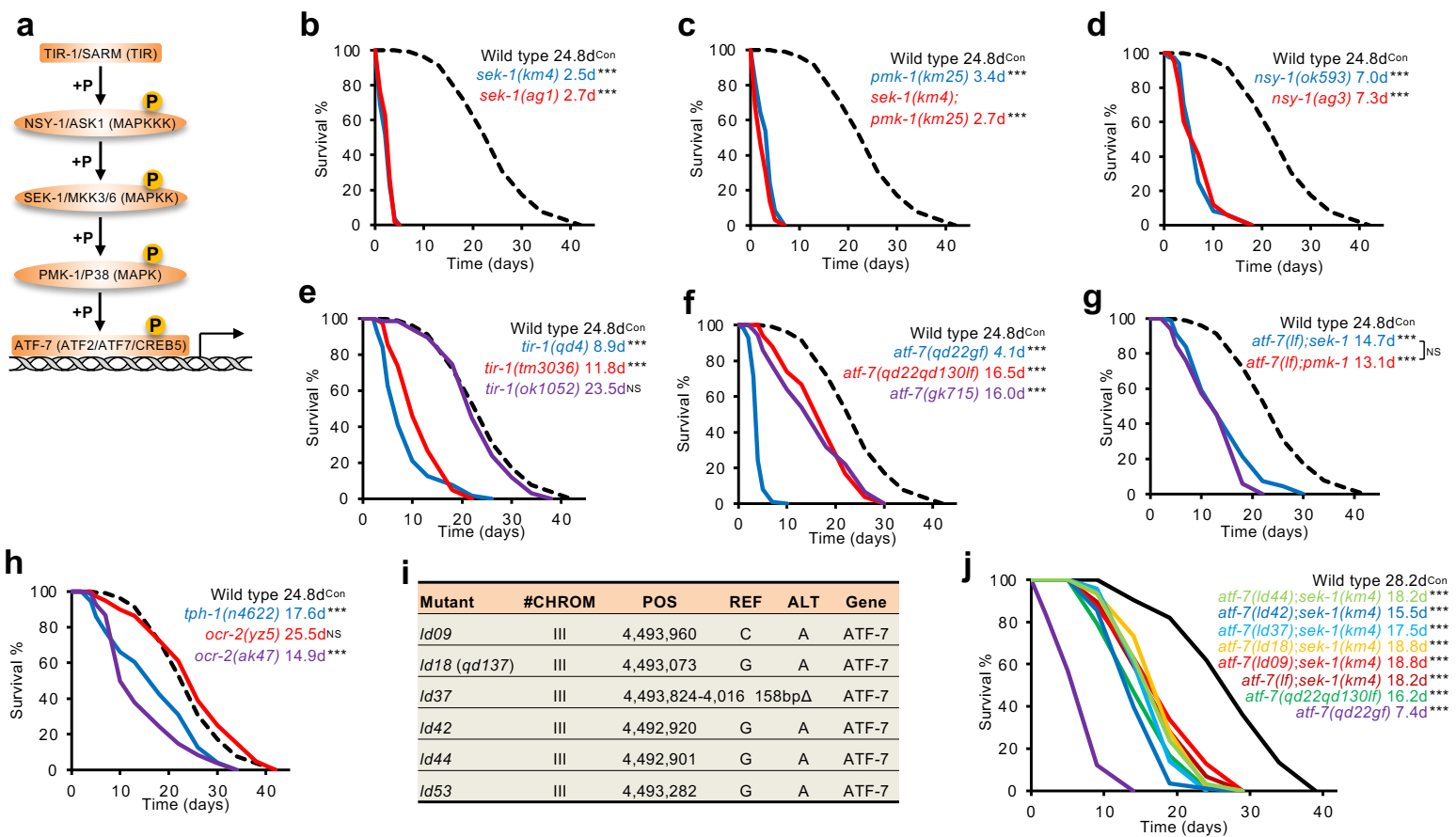 上海交大农生学院吴紫云团队发现钾缺乏影响寿命的新机制