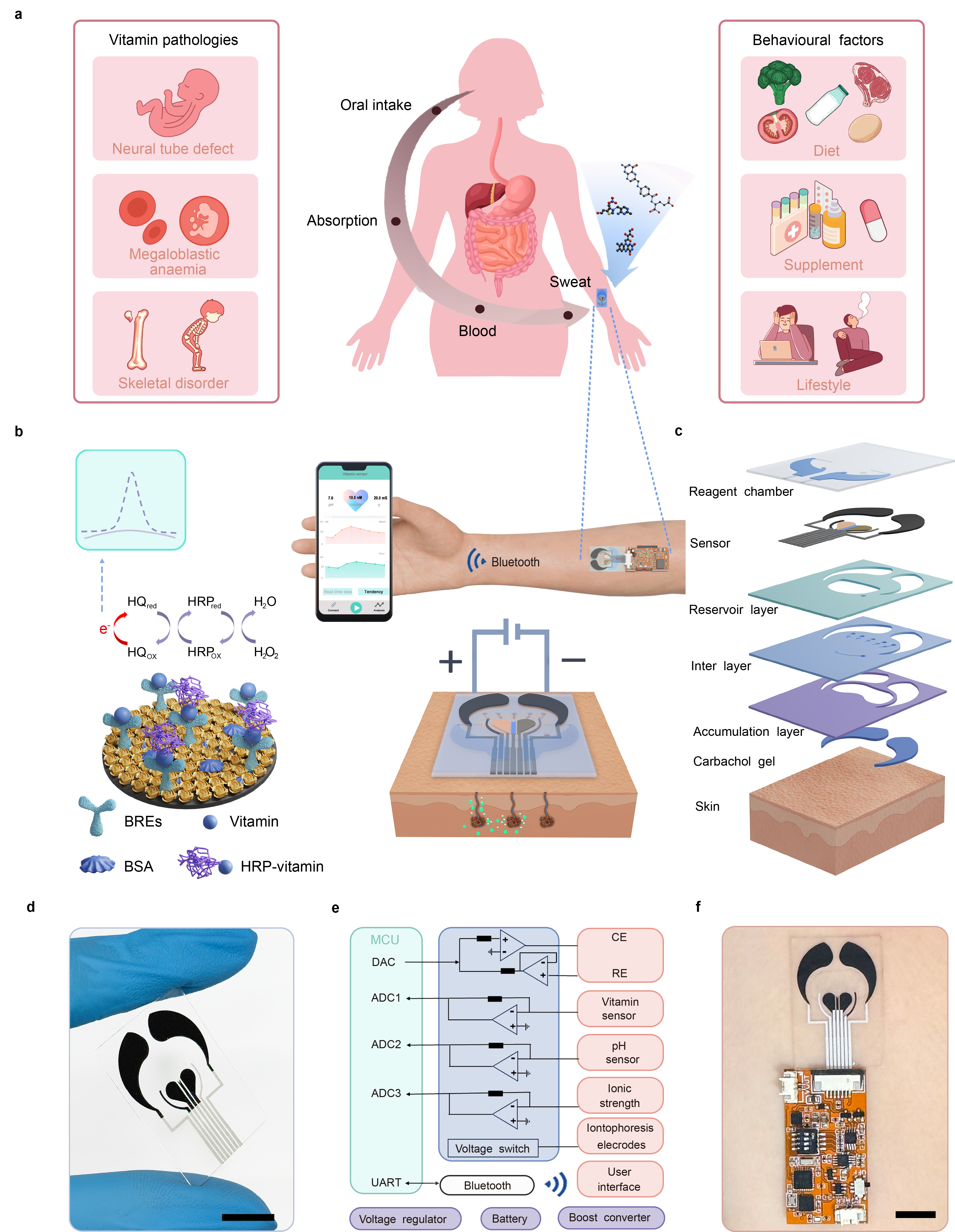 中国农业大学营养与健康系任发政院士团队设计高灵敏汗液可穿戴传感器实现无创实时检测人体维生素水平