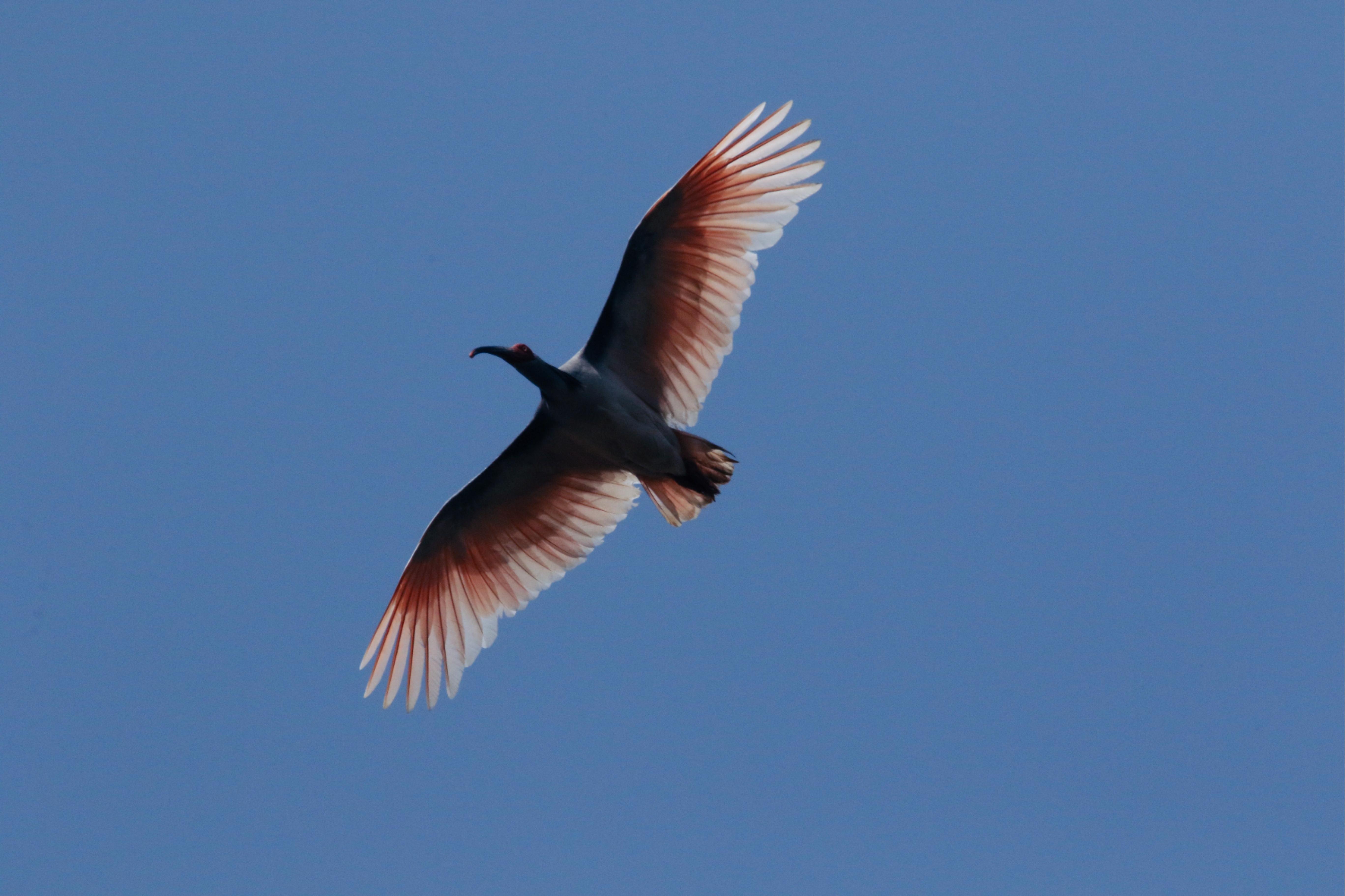 北京师范大学北京师范大学鸟类学研究团队在《自然·通讯》发文