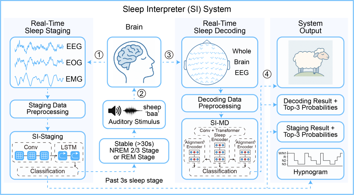 北京师范大学 心理学部教授柳昀哲课题组在《神经元》发文：揭示AI+脑科学新进展