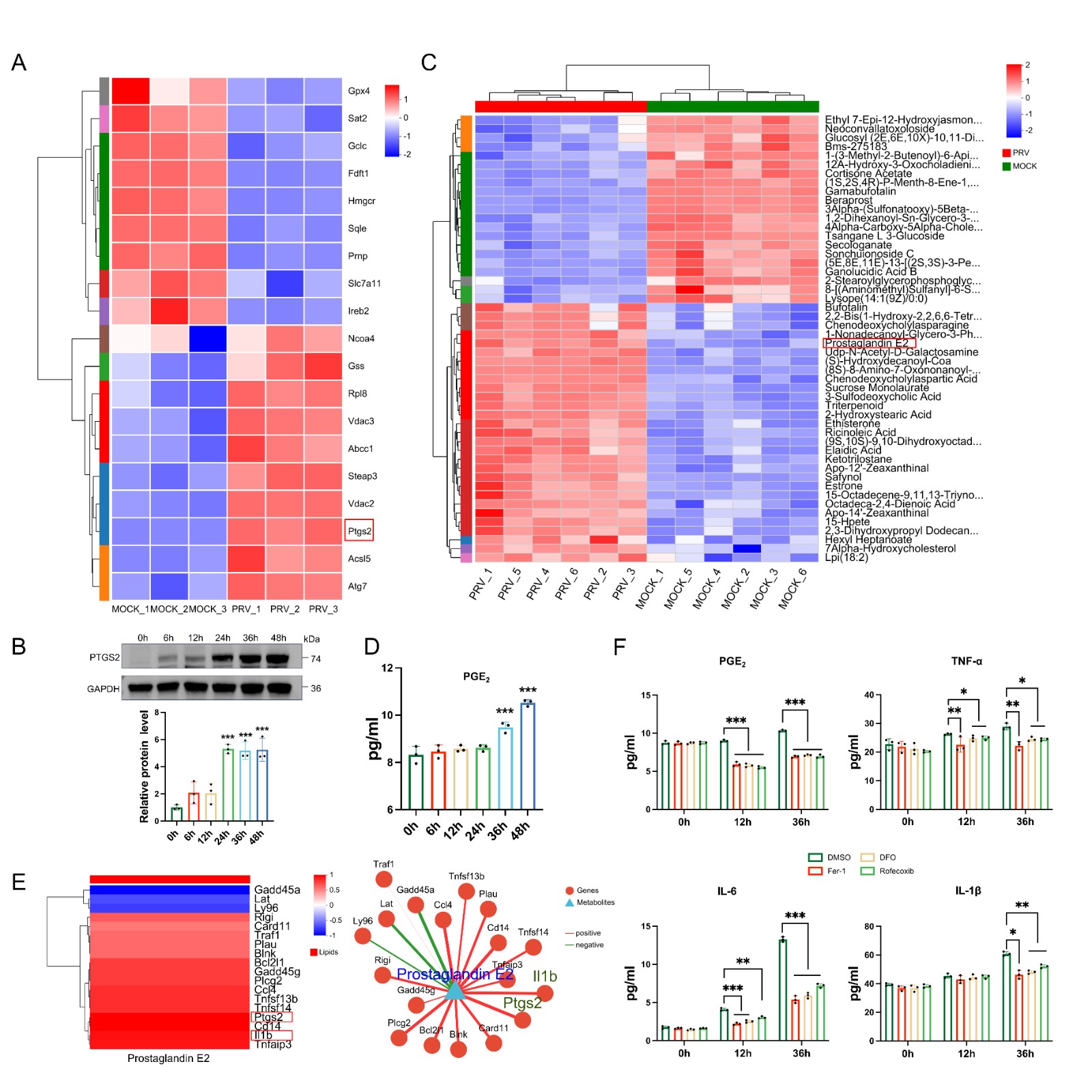 中国农业大学｜动物医学院杨汉春团队揭示伪狂犬病病毒致脑损伤新机制