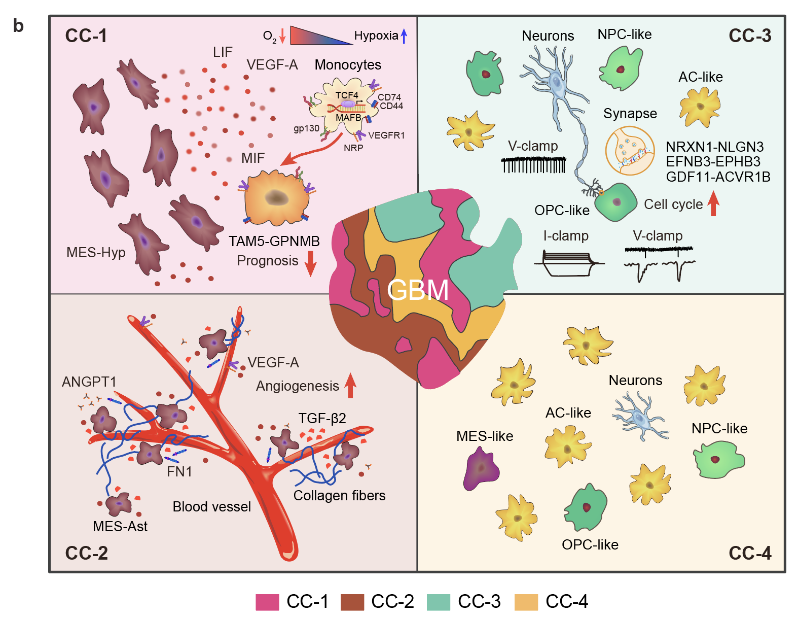 中国科大揭示胶质母细胞瘤恶性细胞群落空间结构及促癌新机制