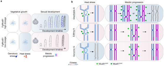 西北农林科技大学（835）植保学院刘慧泉教授团队揭示RNA编辑协调病原真菌高温适应与减数分裂的调控机制