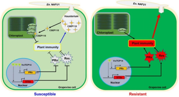 西北农林科技大学(836)园艺学院葡萄种质资源与遗传育种研究团队文颖强课题组揭示葡萄与白粉菌互作的分子机制