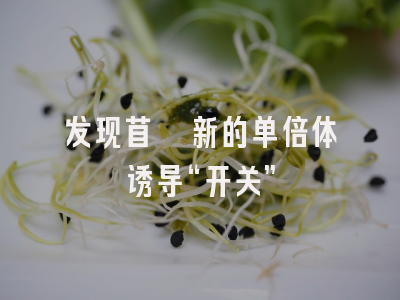 发现苜蓿新的单倍体诱导“开关”