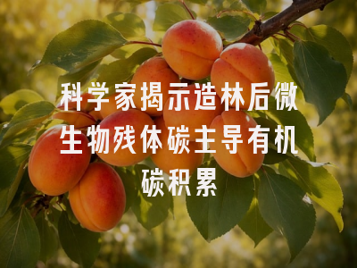 科学家揭示造林后微生物残体碳主导有机碳积累