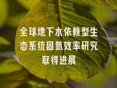 全球地下水依赖型生态系统固氮效率研究取得进展
