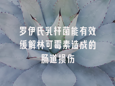 罗伊氏乳杆菌能有效缓解林可霉素造成的肠道损伤