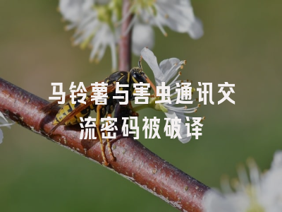 马铃薯与害虫通讯交流密码被破译