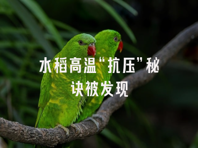 水稻高温“抗压”秘诀被发现