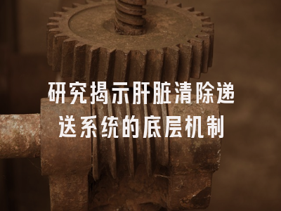 研究揭示肝脏清除递送系统的底层机制