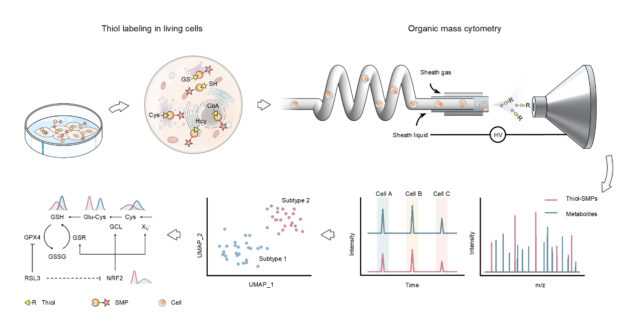 北京大学化学与分子工程学院白玉课题组发展基于活细胞化学标记的单细胞亚代谢组揭示细胞铁死亡异质性