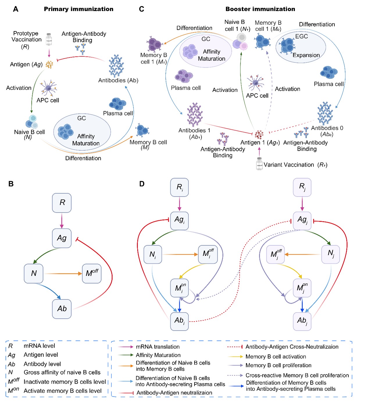 北京大学生命科学学院陆剑研究组合作开发免疫印迹数学模型DynaVac，为疫苗更新与接种策略提供定量指导