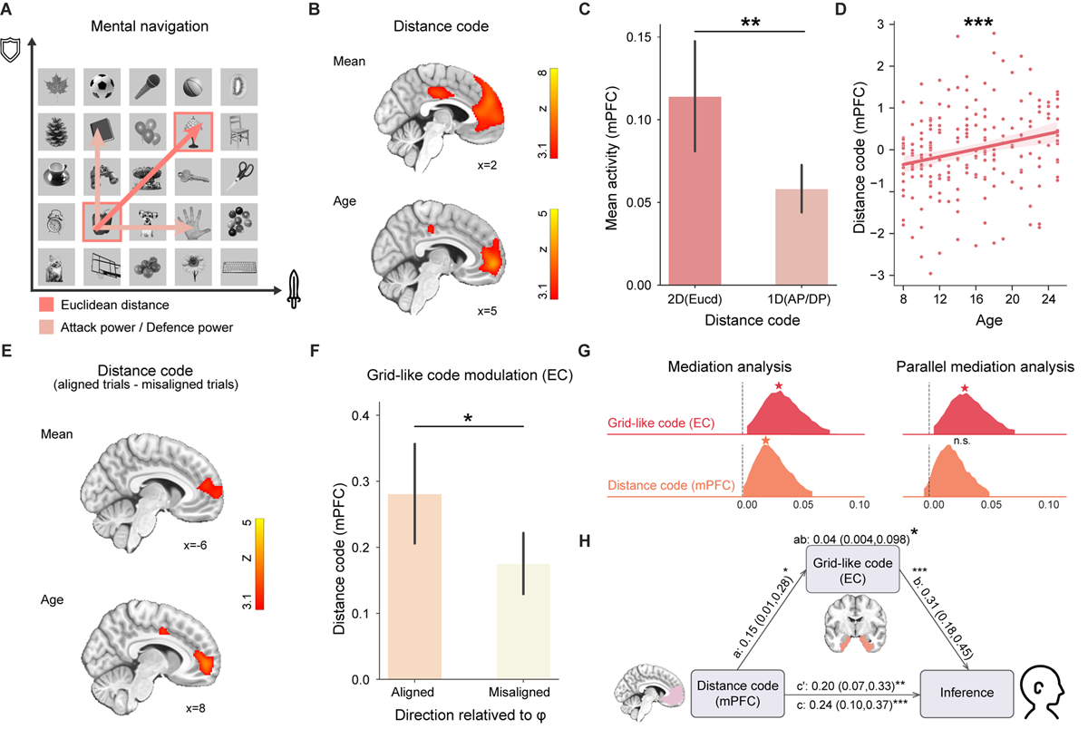 北京师范大学柳昀哲课题组在《细胞》发文：揭示内嗅皮层—类网格编码发育支撑抽象推理能力跃迁的神经机制
