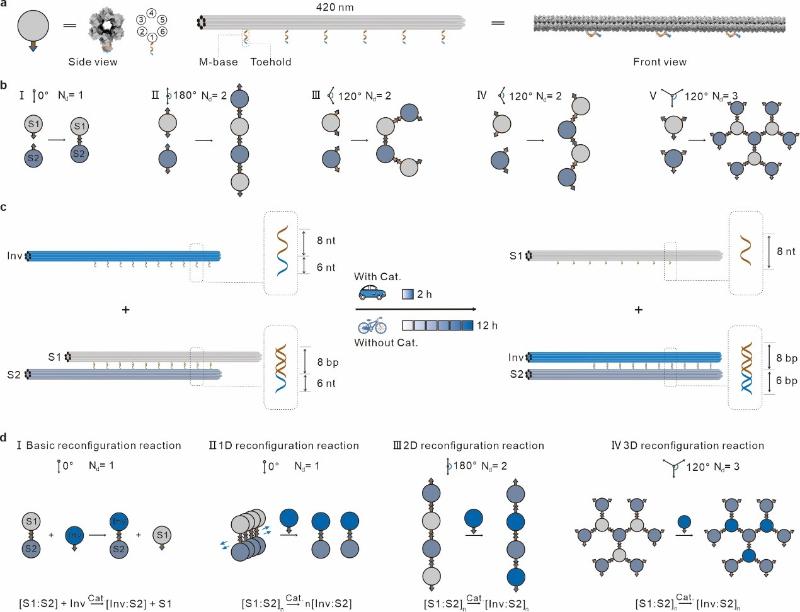 上海交大变革性分子前沿科学中心姚广保团队实现元DNA组装体的催化重构