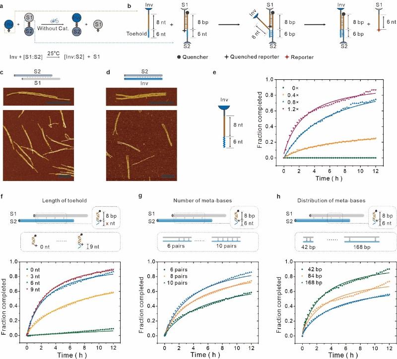 上海交大变革性分子前沿科学中心姚广保团队实现元DNA组装体的催化重构