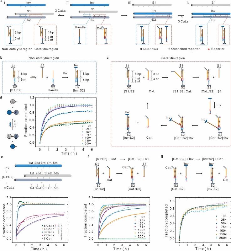 上海交大变革性分子前沿科学中心姚广保团队实现元DNA组装体的催化重构