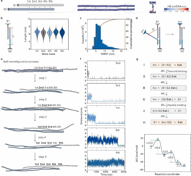 上海交大变革性分子前沿科学中心姚广保团队实现元DNA组装体的催化重构