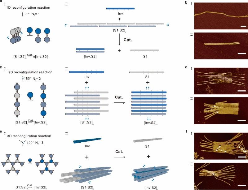 上海交大变革性分子前沿科学中心姚广保团队实现元DNA组装体的催化重构