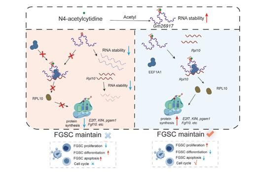 上海交大Bio-X研究院吴际团队首次揭示了一条调控雌性生殖干细胞命运的全新分子机制