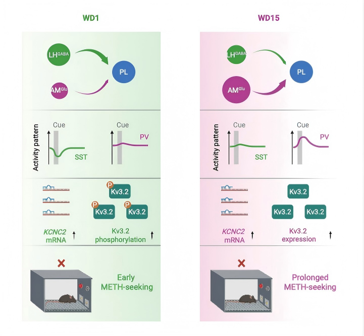 上海交大心理学院、医学院附属精神卫生中心赵敏/袁逖飞团队破译成瘾神经密码