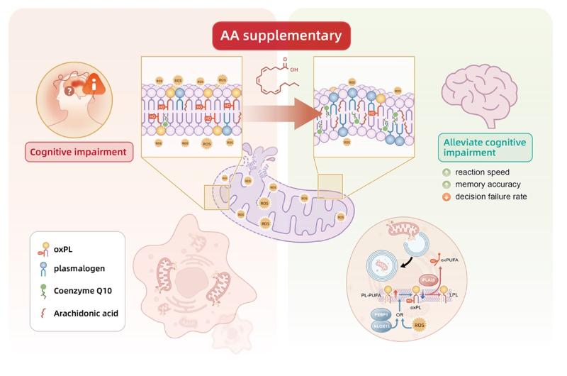 上海交大Bio-X研究院万春玲团队揭示线粒体脂稳态失衡参与精神分裂症认知障碍的分子机制