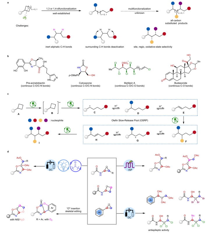 上海交大变革性分子前沿科学中心申涛团队实现张力环的可编程电化学开环多官能团化