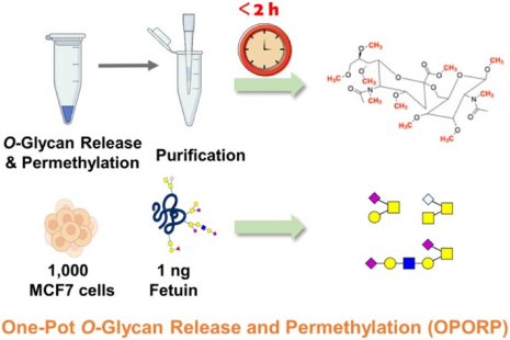 上海交大药学院魏娟团队报道痕量样本O-糖链快速分析新方法OPORP