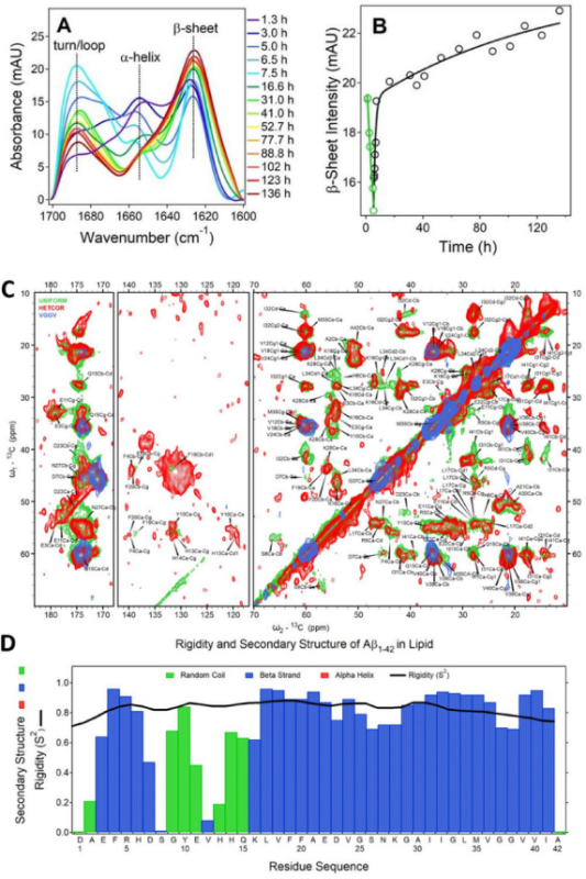 上海交大药学院马步勇课题组：破解阿尔茨海默病关键毒性结构和抗体识别机制