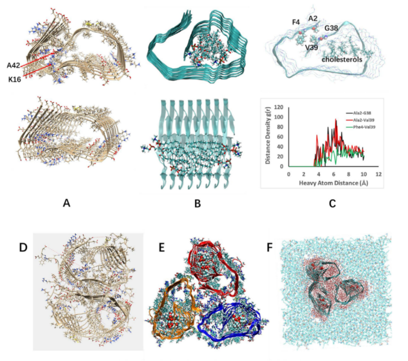 上海交大药学院马步勇课题组：破解阿尔茨海默病关键毒性结构和抗体识别机制