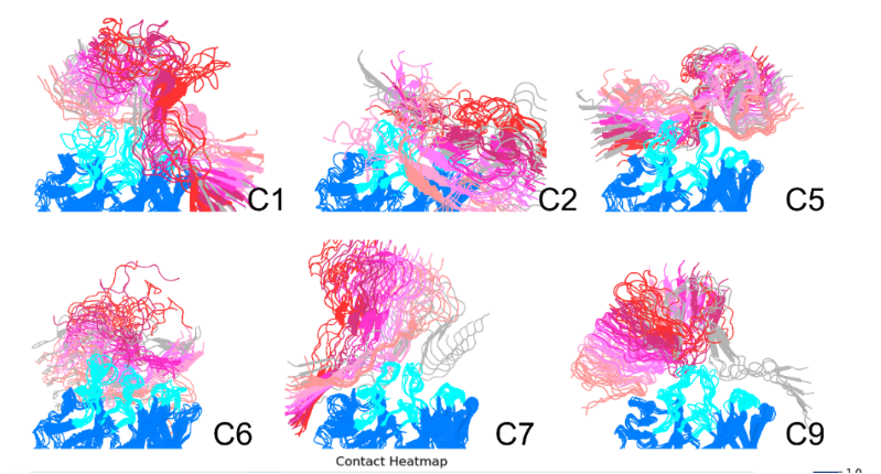上海交大药学院马步勇课题组：破解阿尔茨海默病关键毒性结构和抗体识别机制