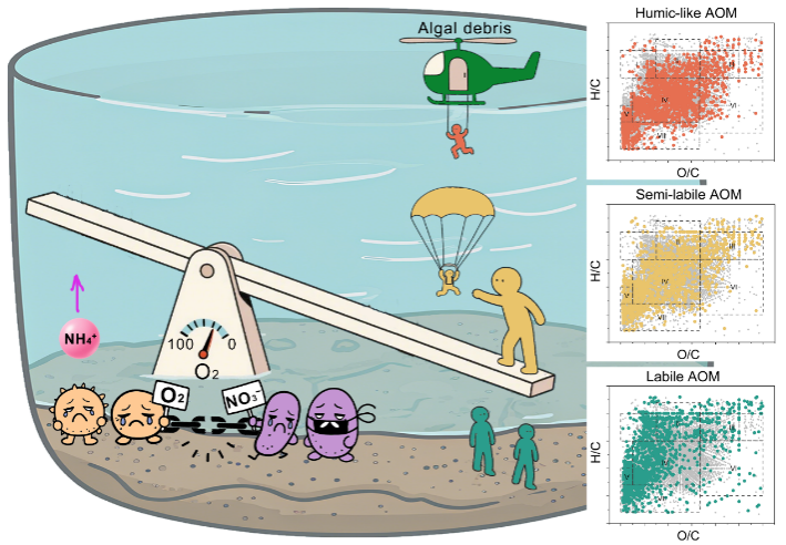 上海交大环境学院王欣泽团队发文揭示藻源有机质分解驱动湖泊沉积物氮循环解耦机制
