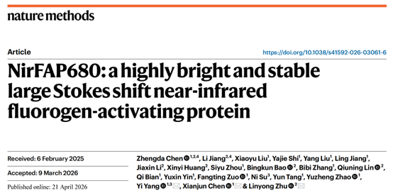 上海交大生物医学工程学院朱麟勇团队与合作者报道近红外荧光激活蛋白研究的突破性进展