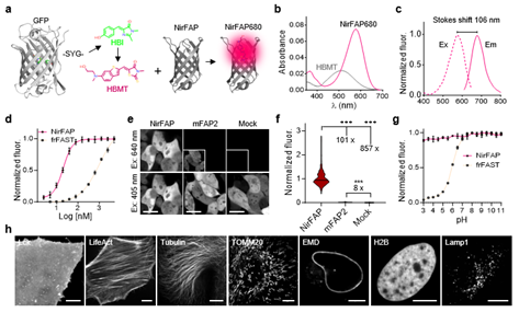 上海交大生物医学工程学院朱麟勇团队与合作者报道近红外荧光激活蛋白研究的突破性进展
