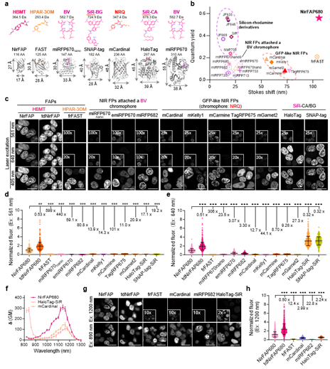 上海交大生物医学工程学院朱麟勇团队与合作者报道近红外荧光激活蛋白研究的突破性进展